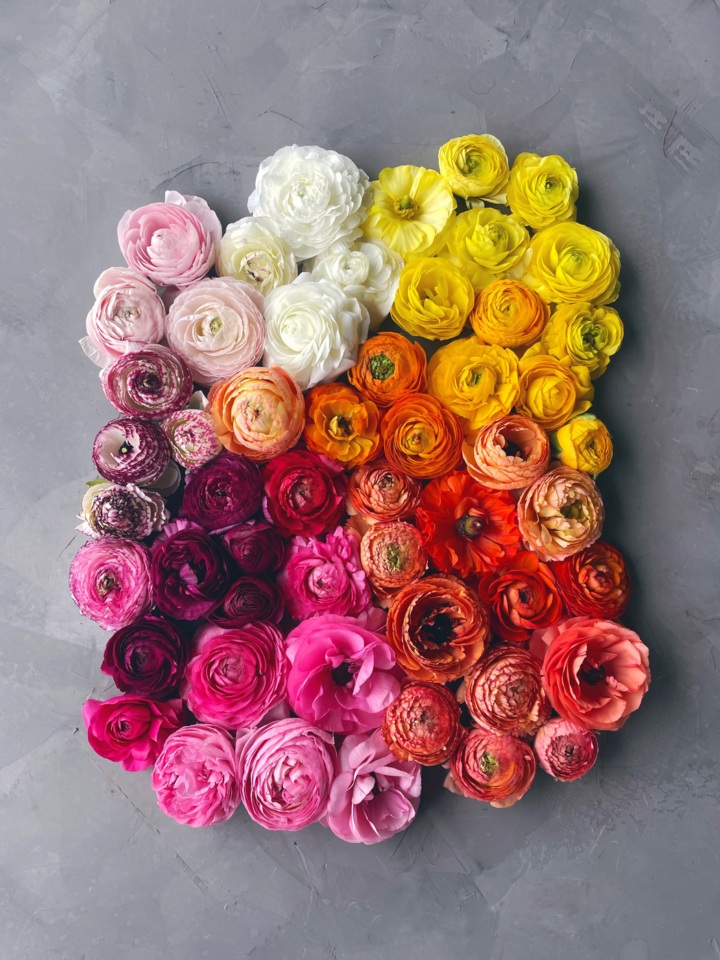 Where to buy rainbow roses - Barn Florist Dried Flowers