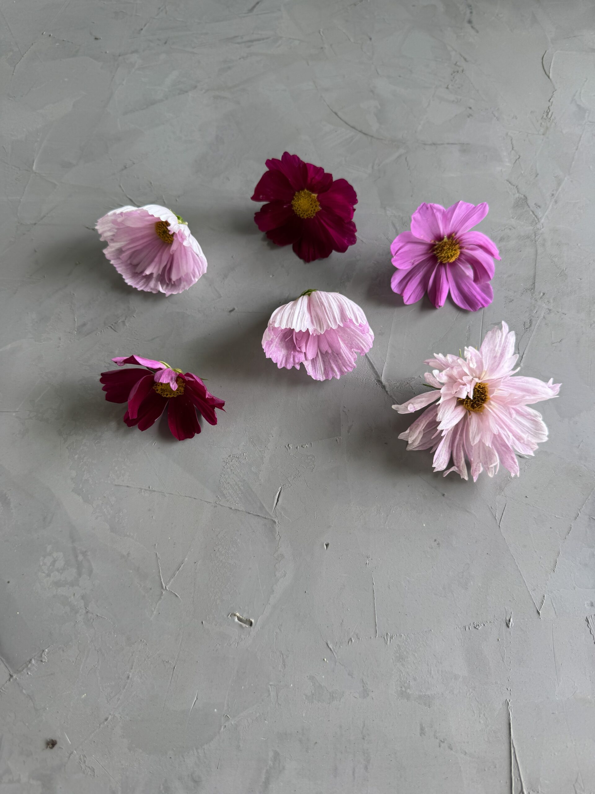 Cosmos Wholesale