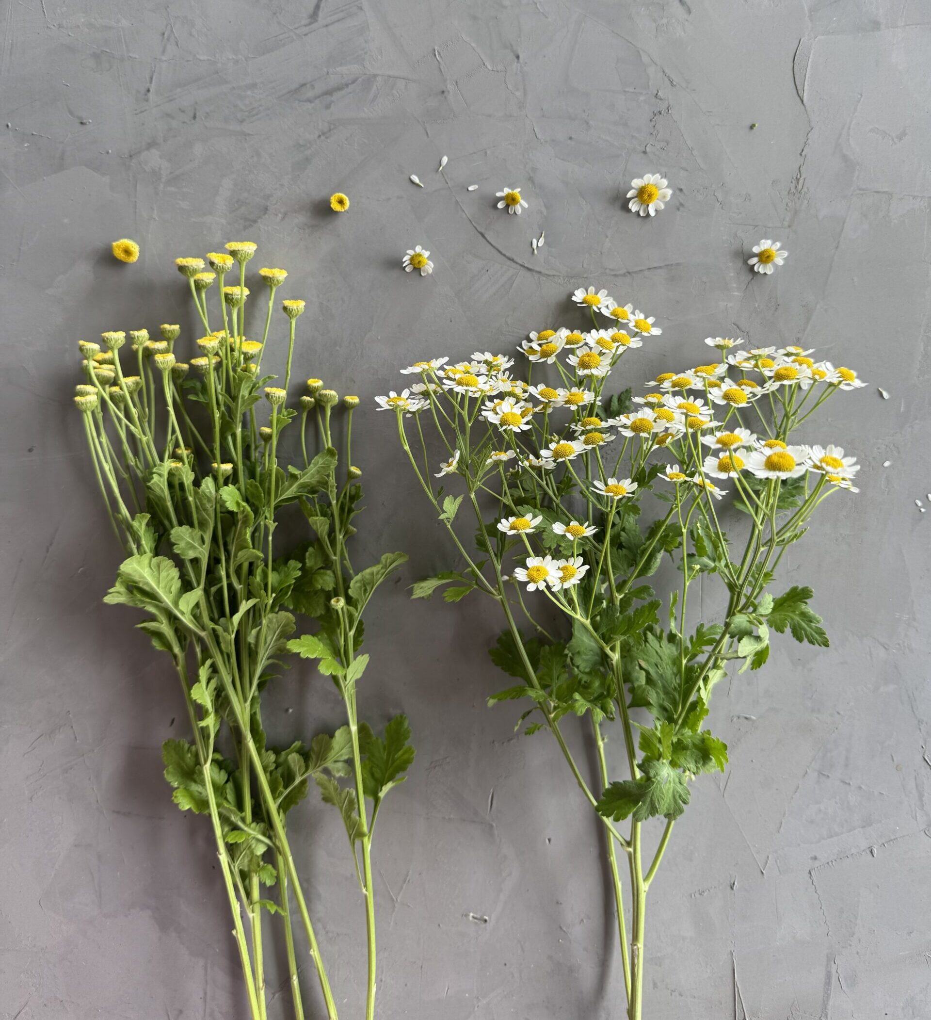 Matricaria / Fever Few Wholesale