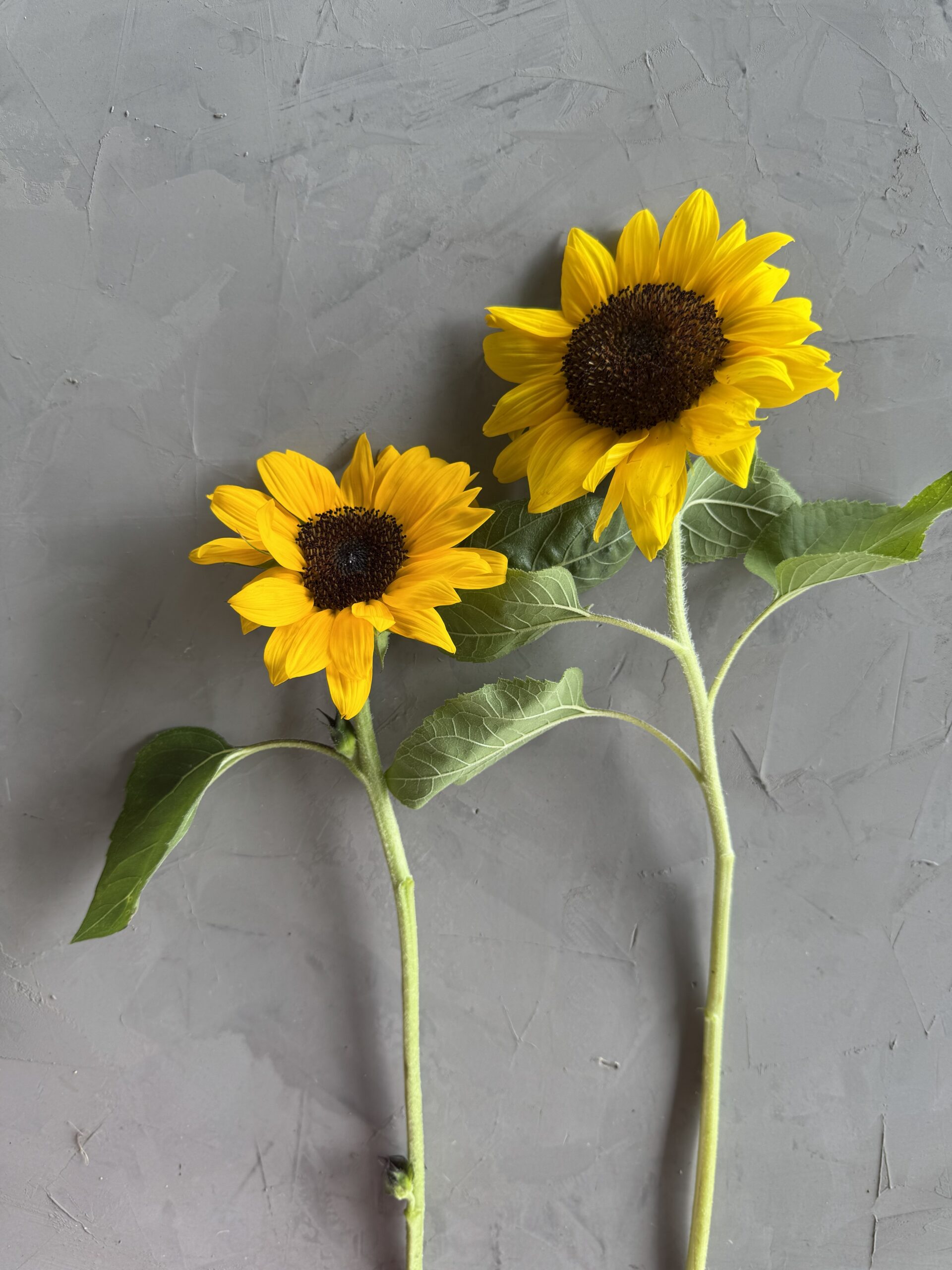 Sunflower Wholesale
