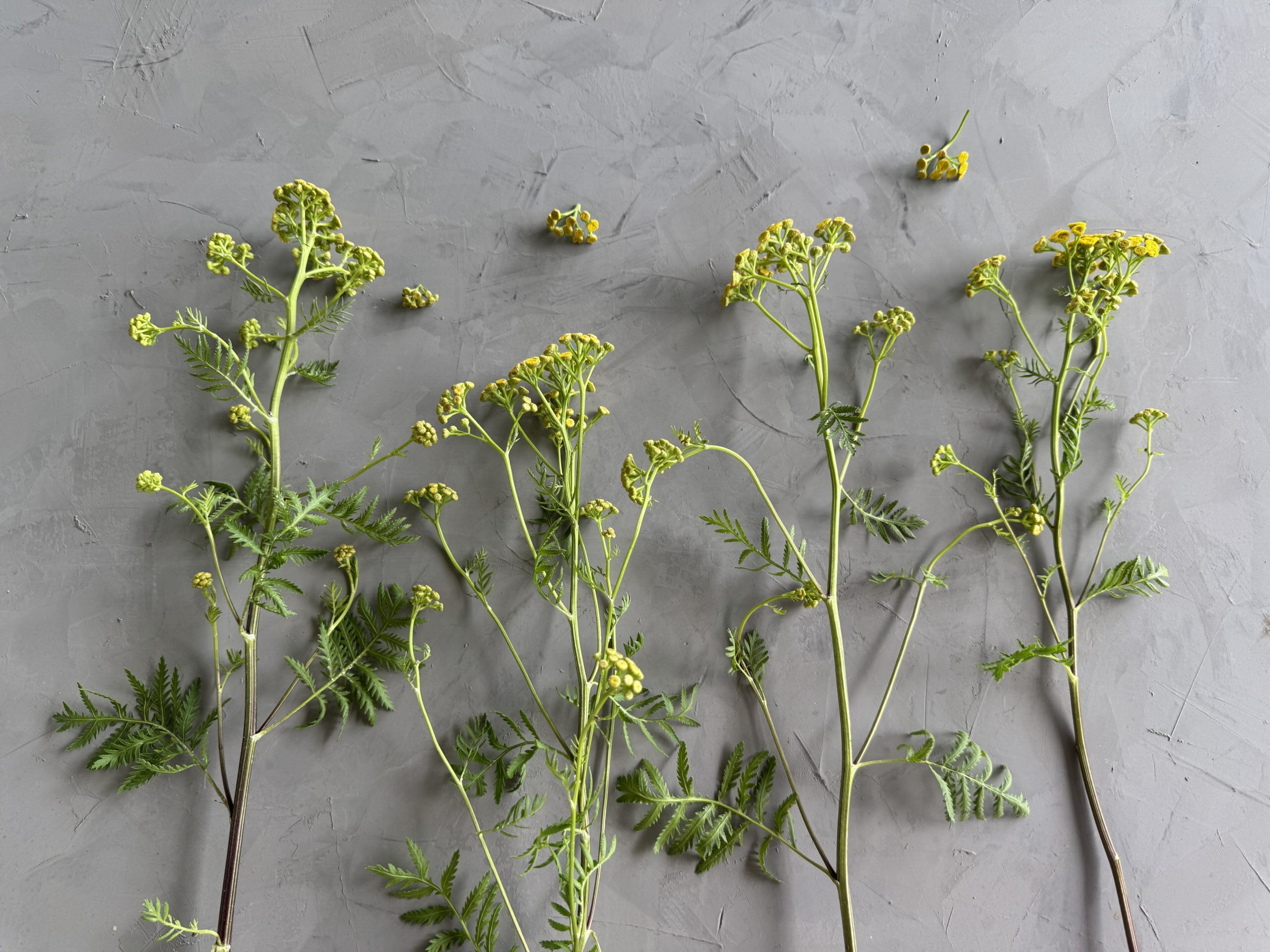 Tansy Wholesale
