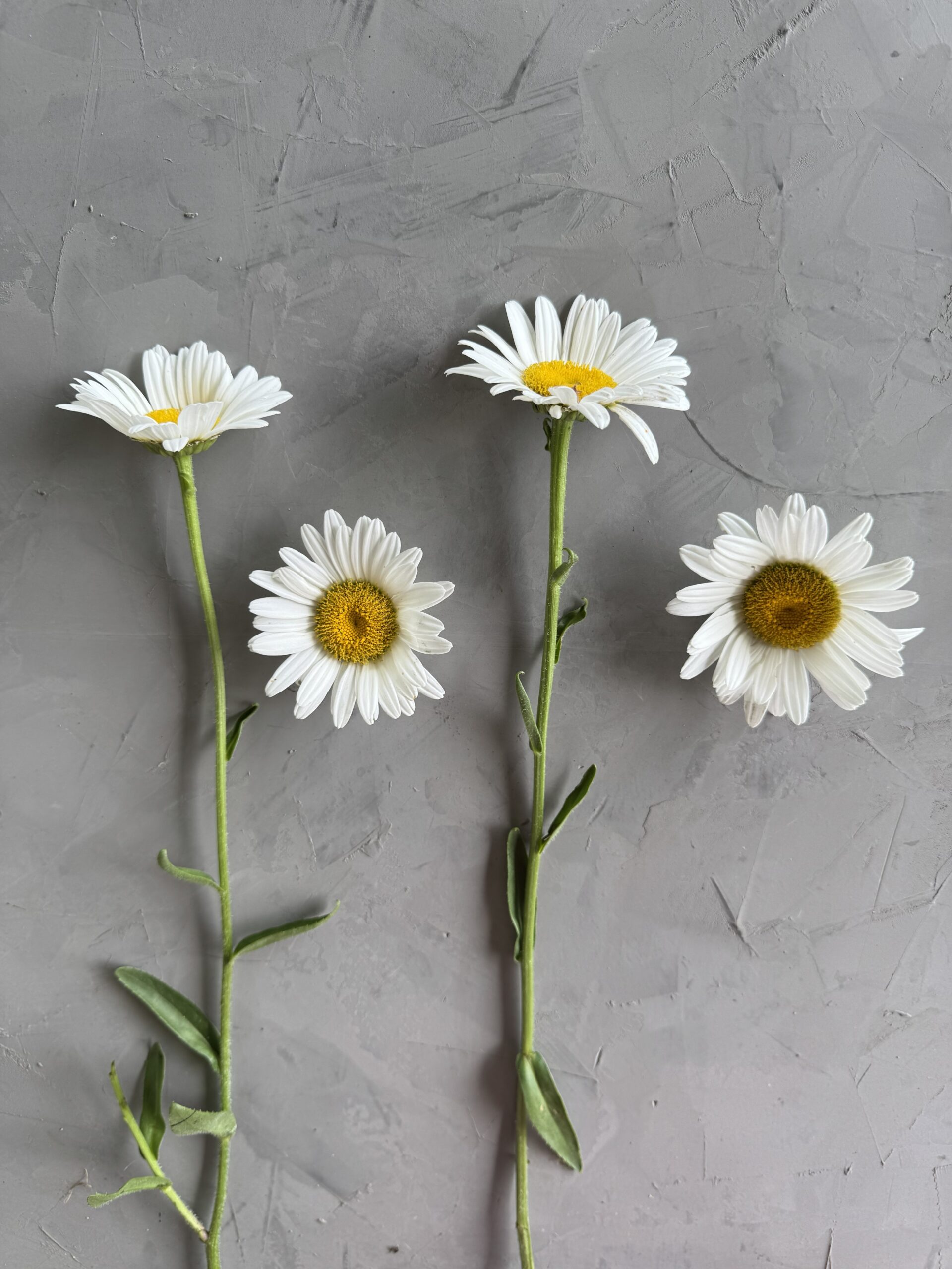 Daisy Wholesale