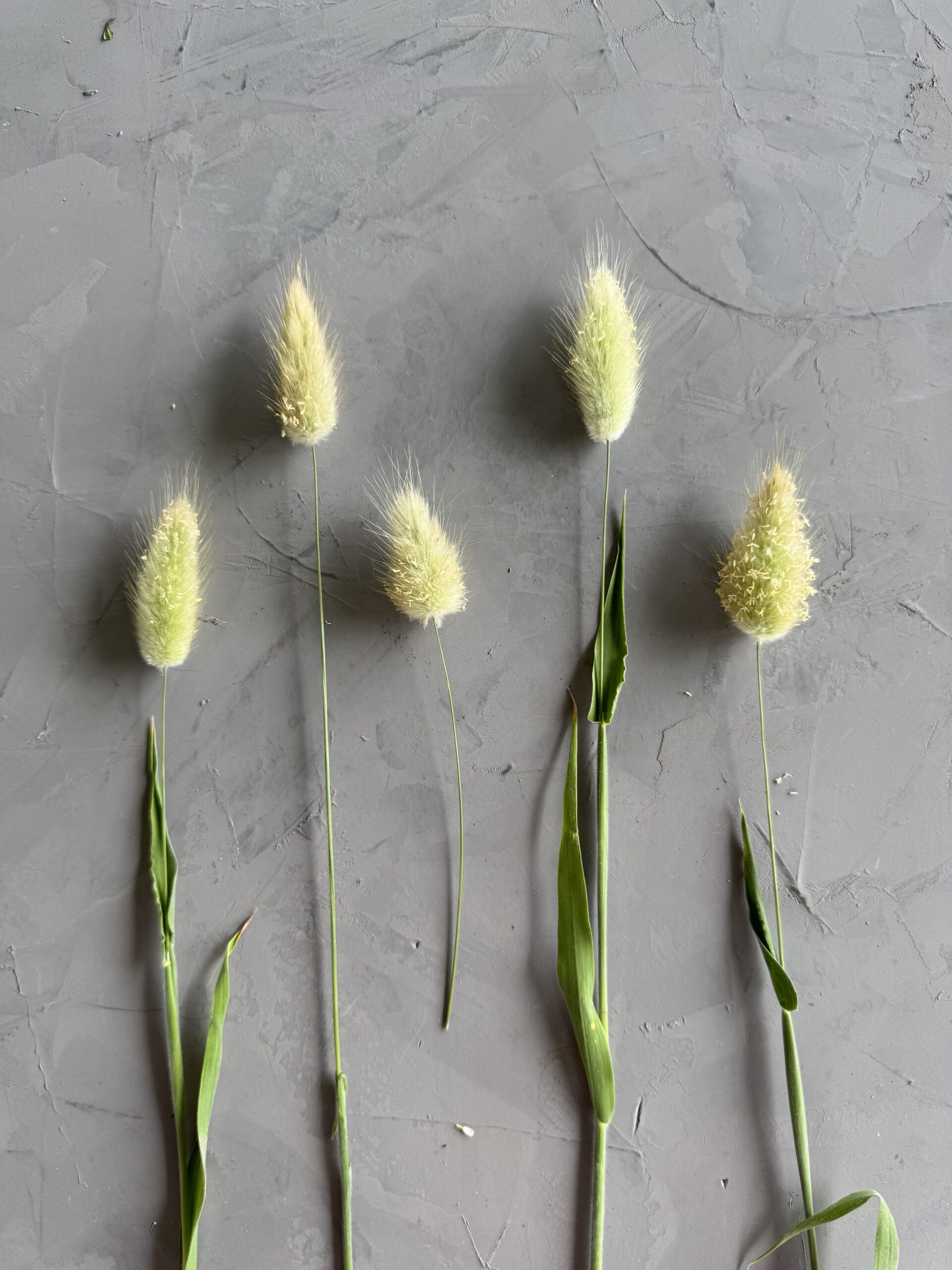 Bunny Grass Wholesale