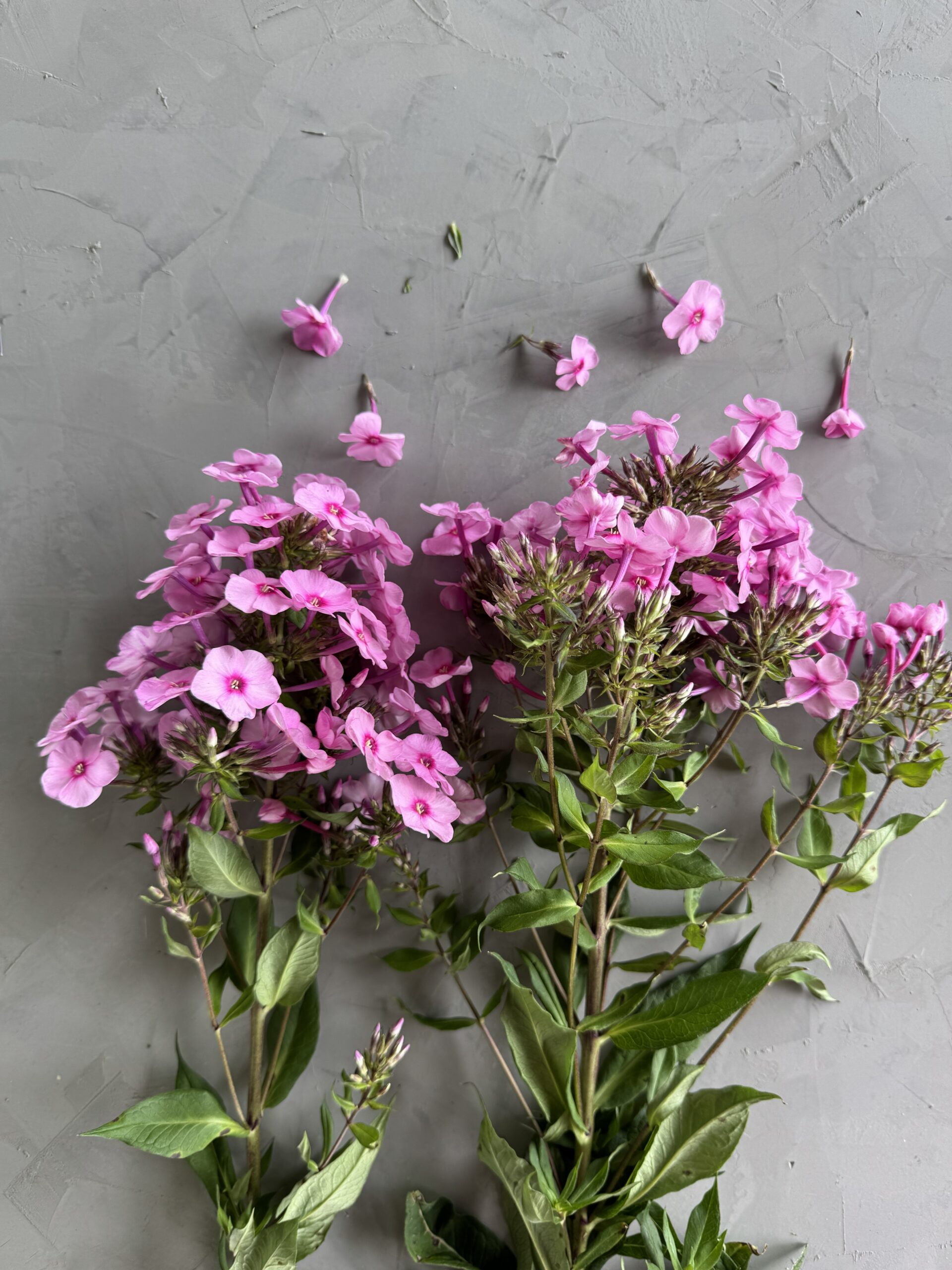 Phlox Wholesale